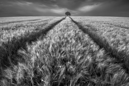 Alone 