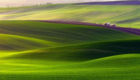 Verdant land 