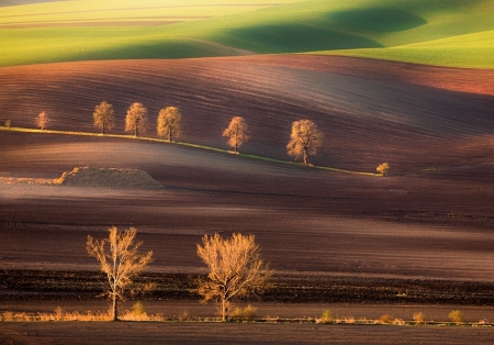 trees 