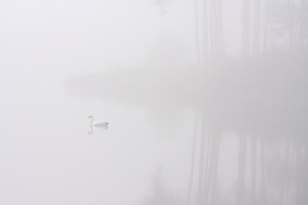 swan 
