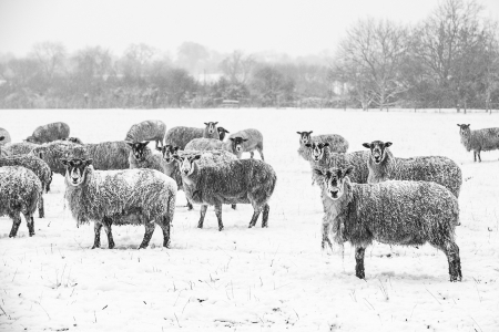 Surprised Sheep 