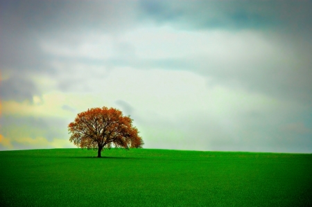 Lonely tree 
