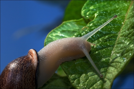 O Caracol