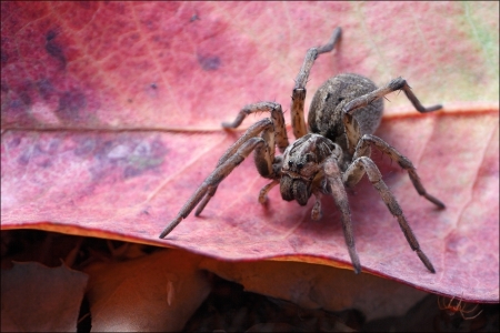 O Aranhiço e a cria