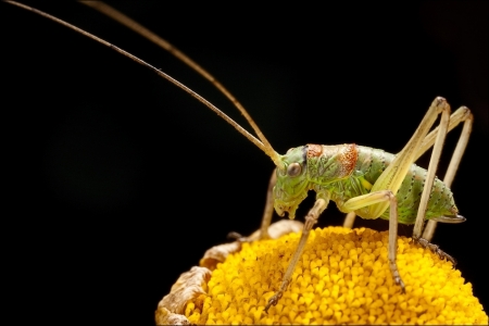 A perguiça