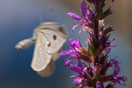 A borboleta