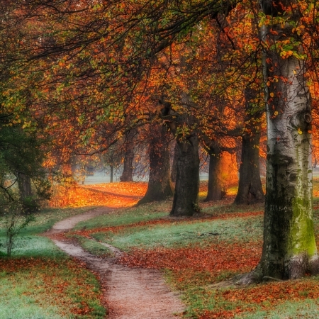 Golden Polish autumn 