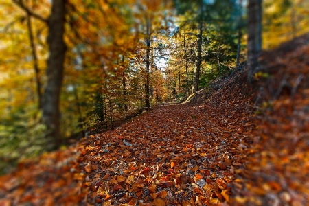 LOST IN THE FOREST 