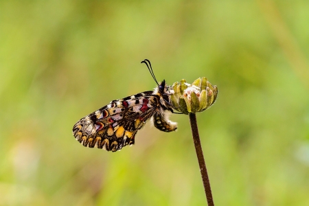 ZERYNTHIA RUMINA - Papilionidae Family 
