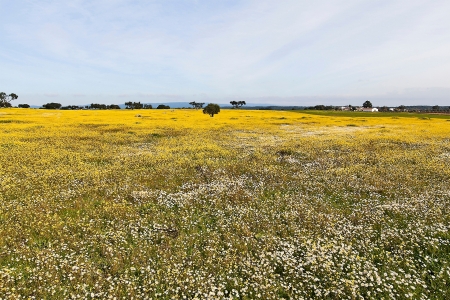 PRENÚNCIO DA PRIMAVERA 