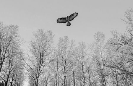  EAGLE, THE QUEEN 