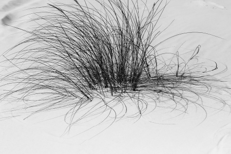DUNE VEGETATION 