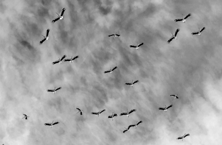 STORKS DANCE  