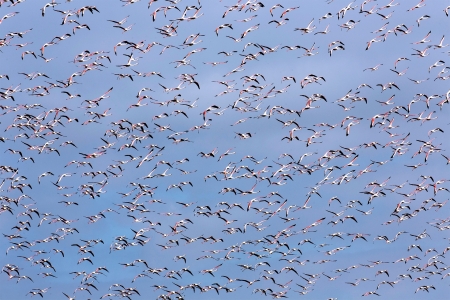 WINTER MIGRATIONS 
