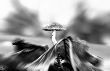 POISONOUS MUSHROOM 