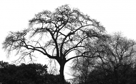 Nature 