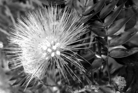 Flora_I 