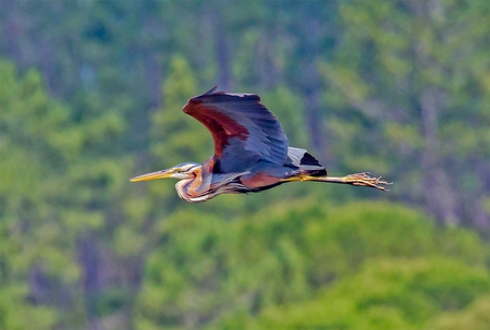 Ardea purpurea  