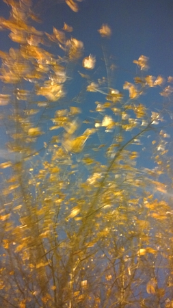 Gonden leaves to the wind 