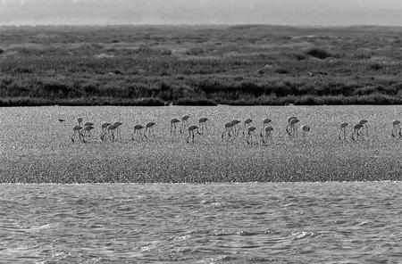 TAGUS RIVER ESTUARY 