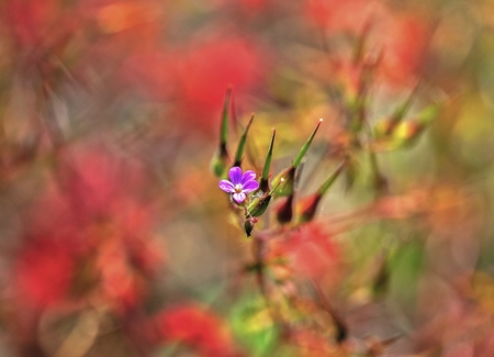 JUST A LITTLE AND WILD PINK FLOWER 