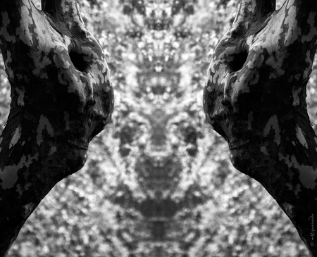 Monologue series 