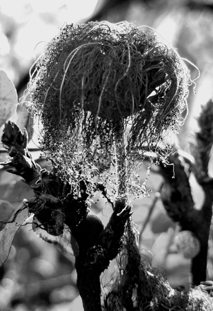BW_a 
