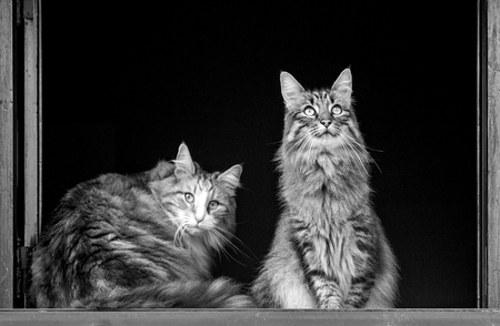PRINCESS DIONE AND LORD MICH 