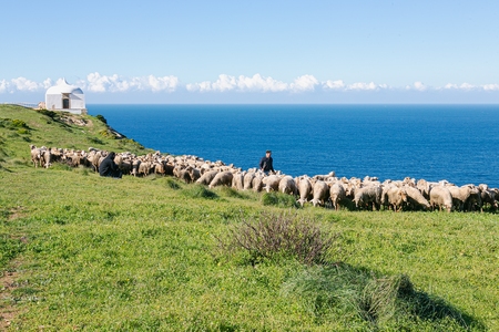 GRAZING AT CABO ESPICHEL 