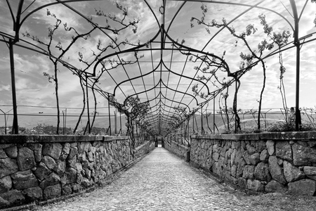 GREEN WINE PRODUCTION 