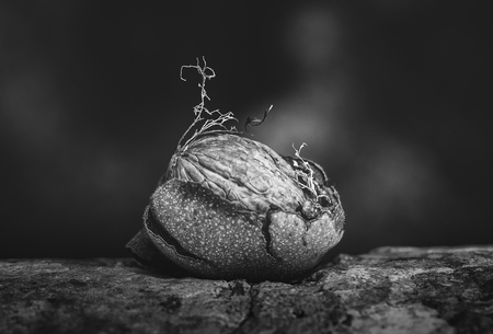 DEAD NATURE 
