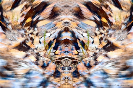 metamorphosis 