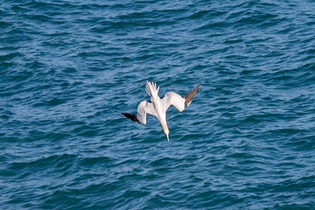 GANSO PATOLAS (Morus bassanus) 