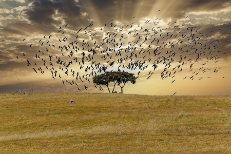THE BIRDS DANCE 