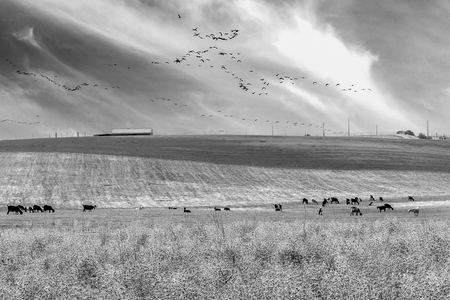 ALENTEJO 