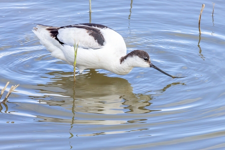ALFAIATE, Pied Avocet 