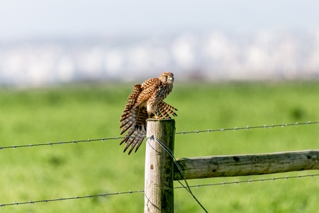 PENEIREIRO, Falco tinnunculus 
