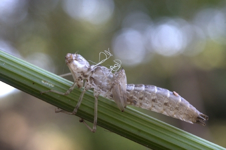 Metamorphosis