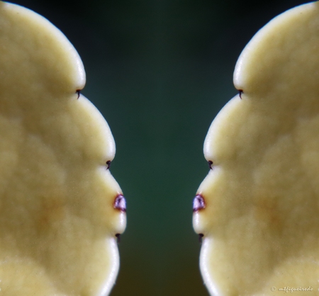 Monologue series