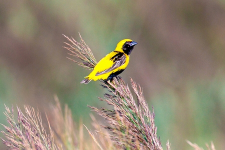 bispo-de-coroa-amarela  