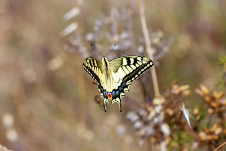 Papilio Machaon 