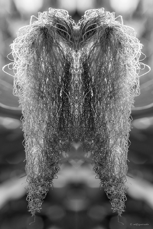 Metamorphosis 