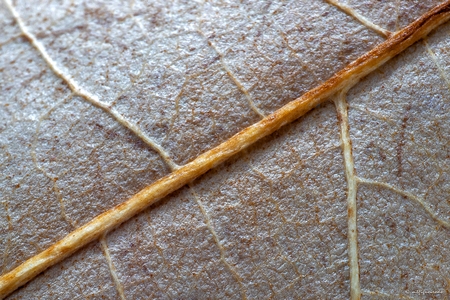 Texturas