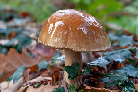 Outono